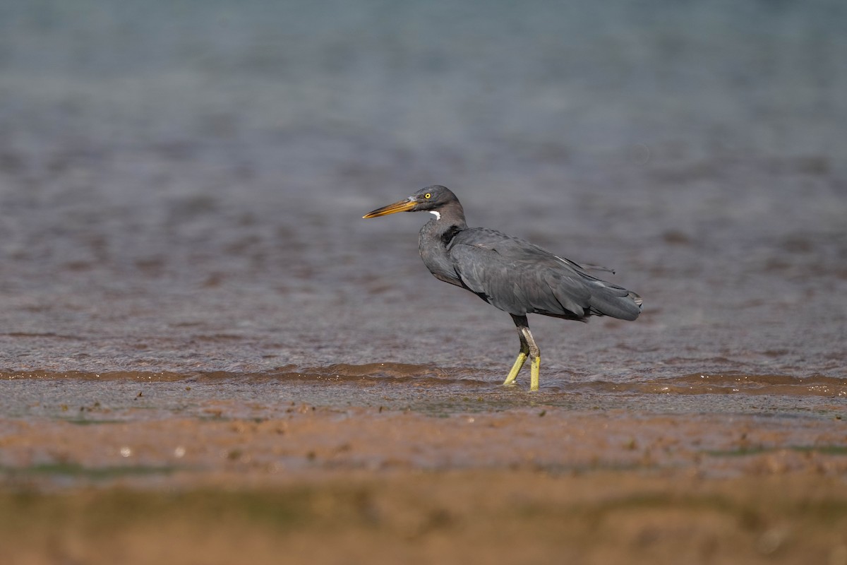 Pacific Reef-Heron - ML638745509