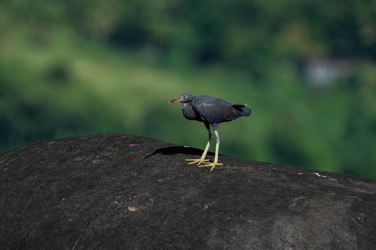 Pacific Reef-Heron - ML638745511