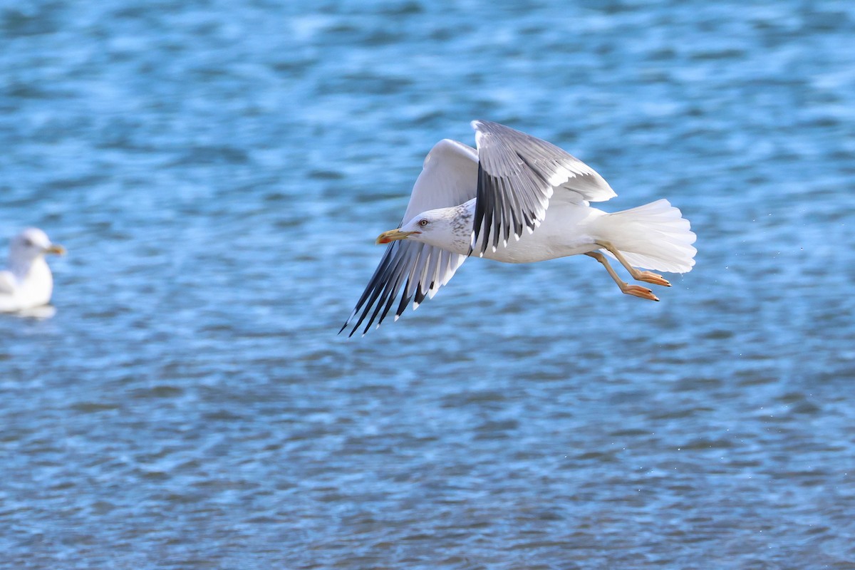 Lesser Black-backed Gull - ML638745537