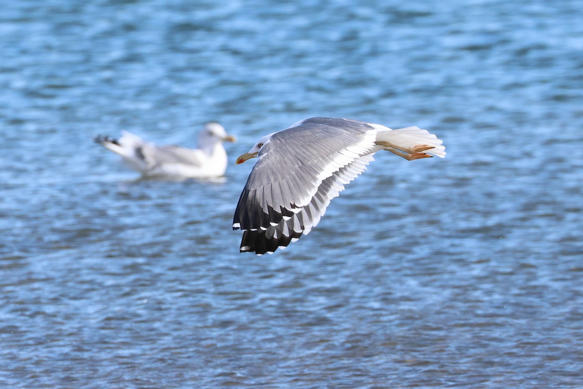 Lesser Black-backed Gull - ML638745538