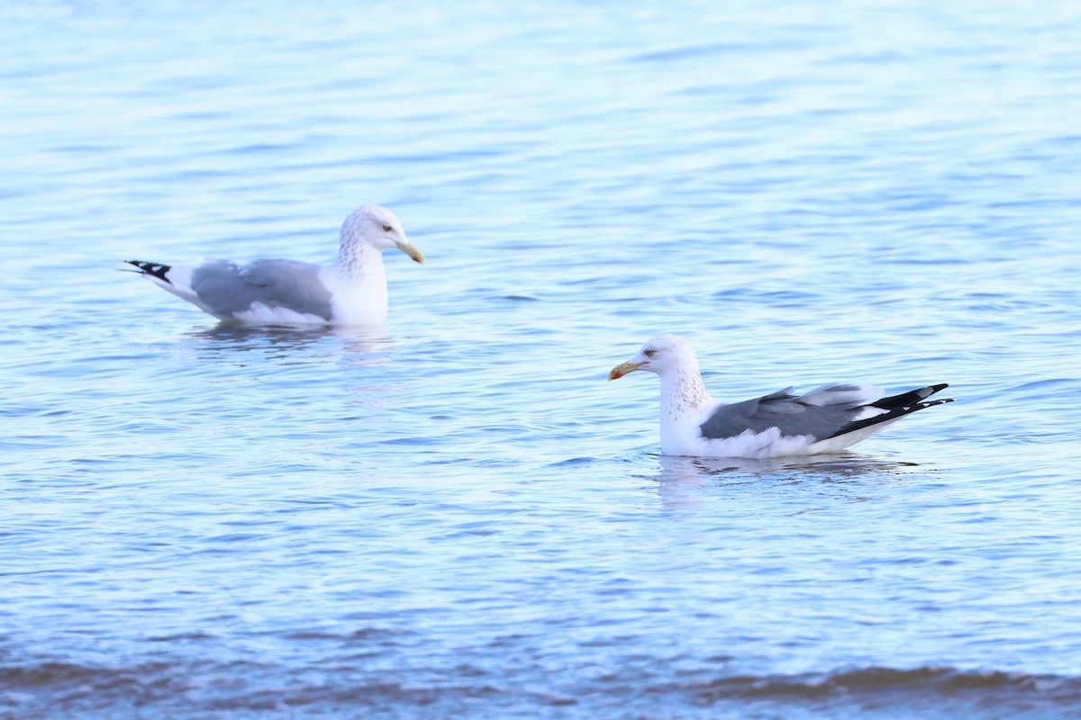 Lesser Black-backed Gull - ML638745540
