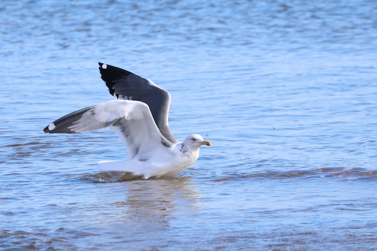 Lesser Black-backed Gull - ML638745541