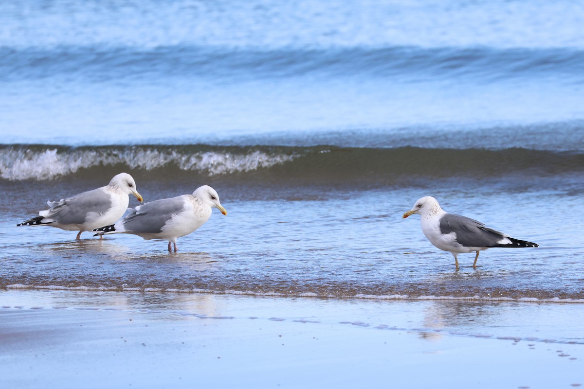 Lesser Black-backed Gull - ML638745545