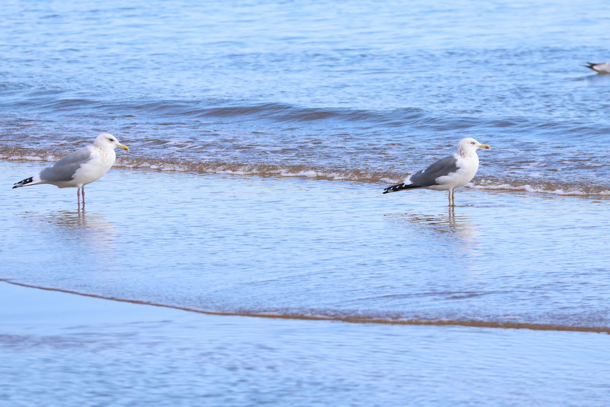 Lesser Black-backed Gull - ML638745546