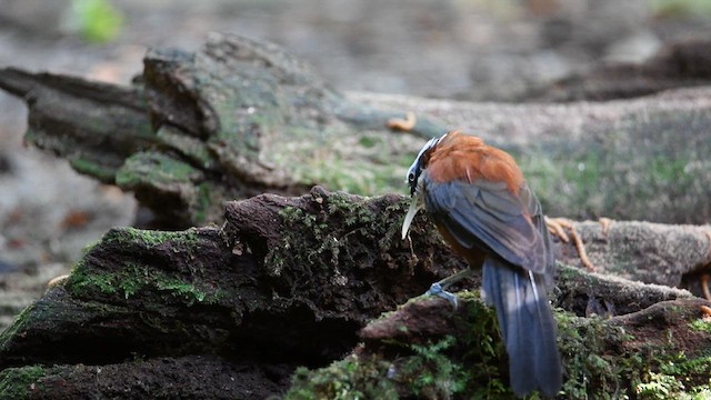 Sunda Scimitar-Babbler - ML638745547