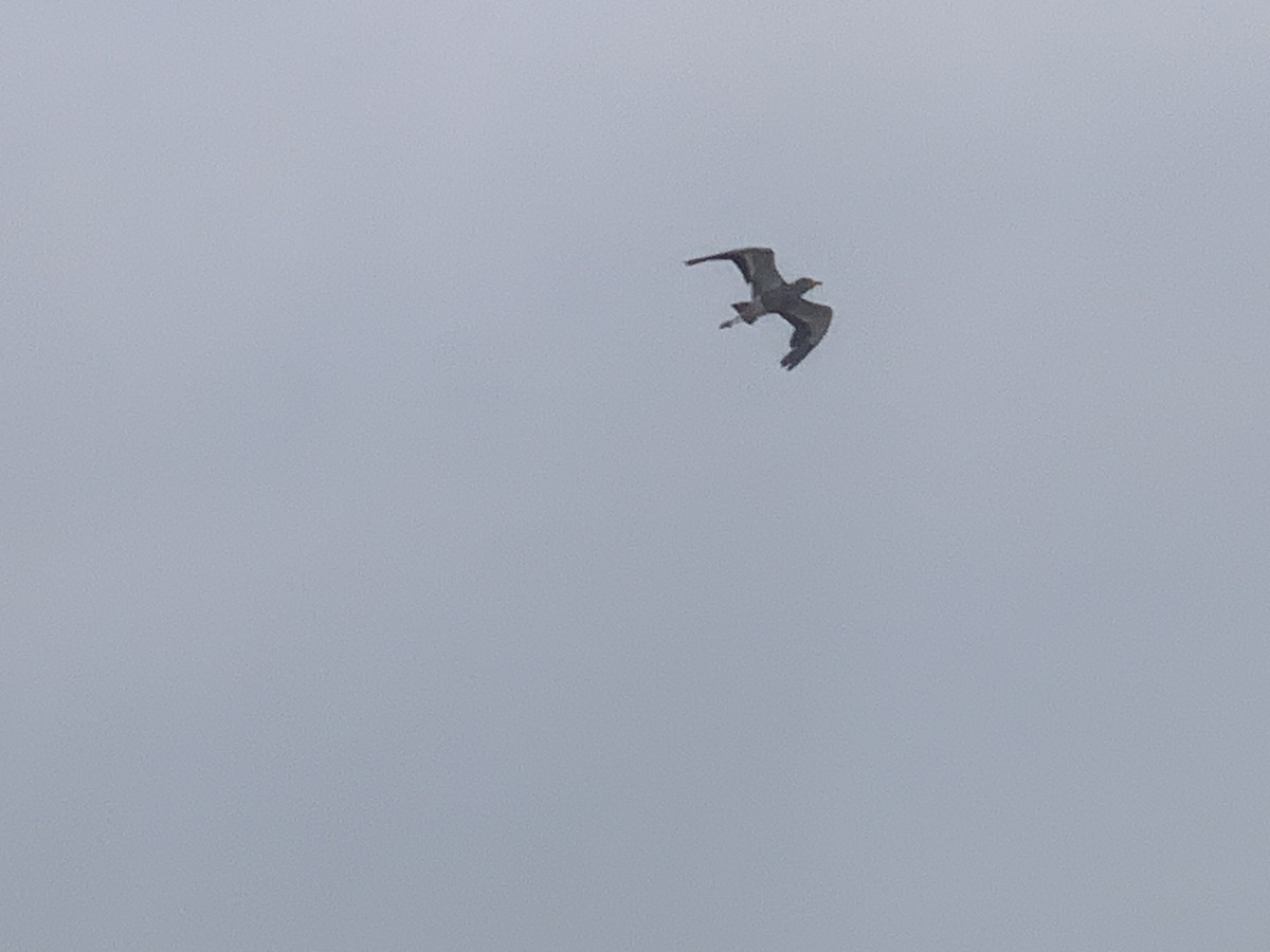 Wattled Lapwing - ML638745553