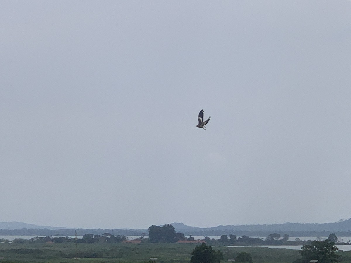 Wattled Lapwing - ML638745554