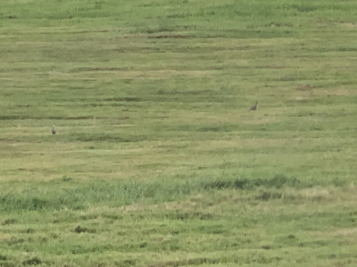 Wattled Lapwing - ML638745555