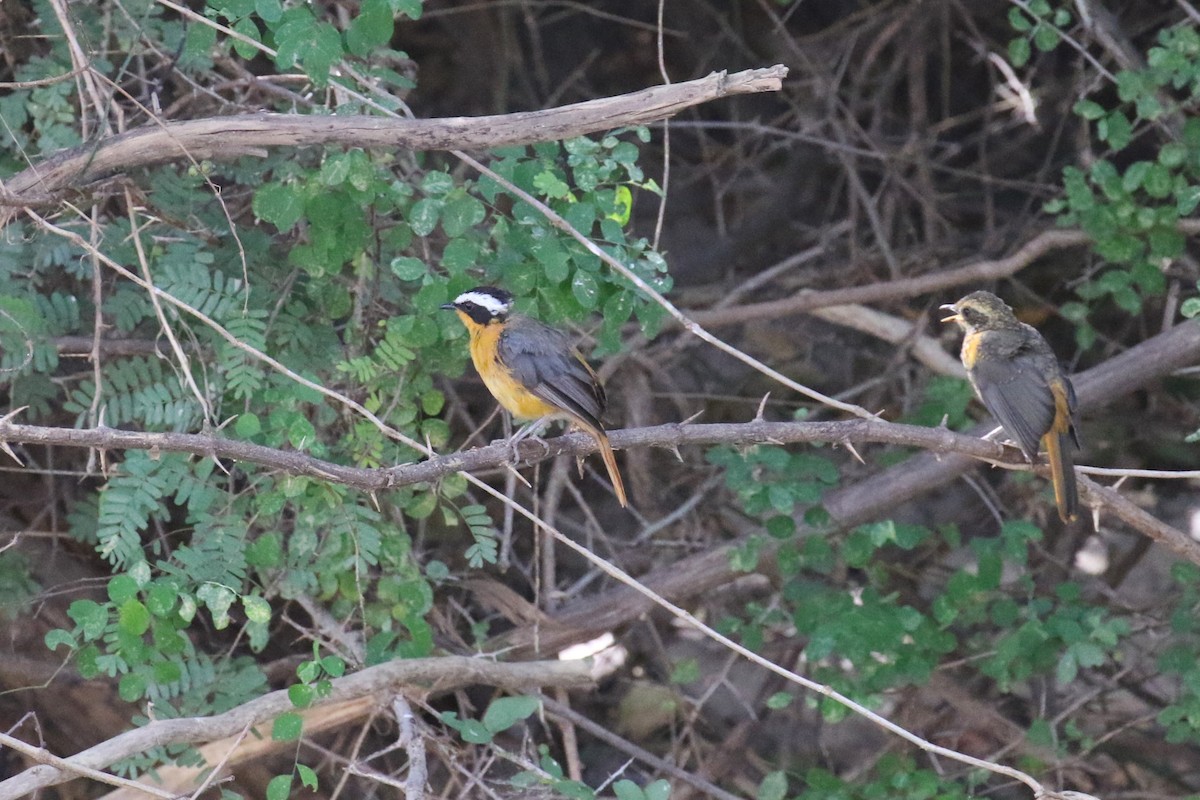 White-browed Robin-Chat - ML638745563
