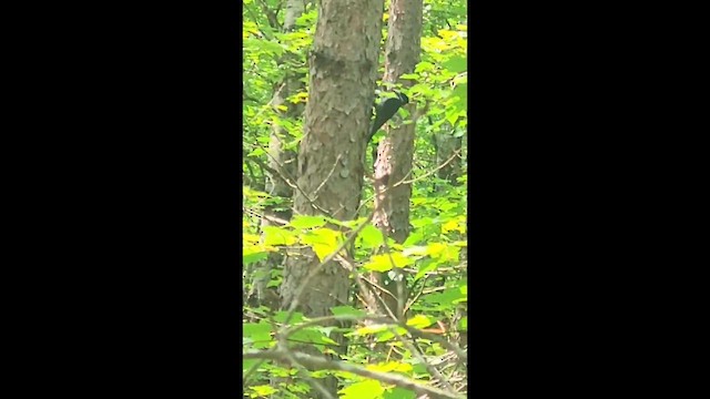 Black-backed Woodpecker - ML638745613