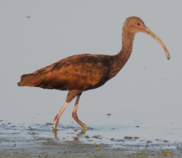 White-faced Ibis - ML638745614