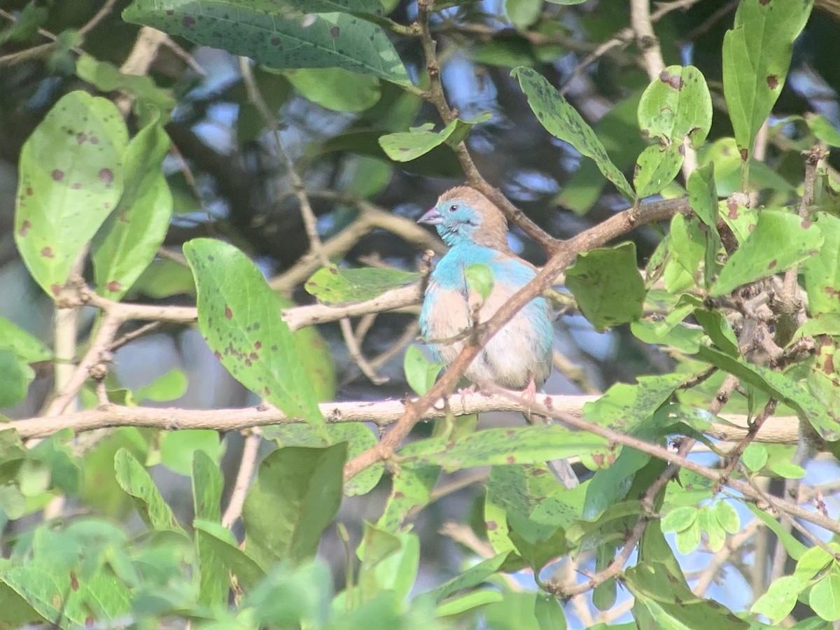 Southern Cordonbleu - ML638745617