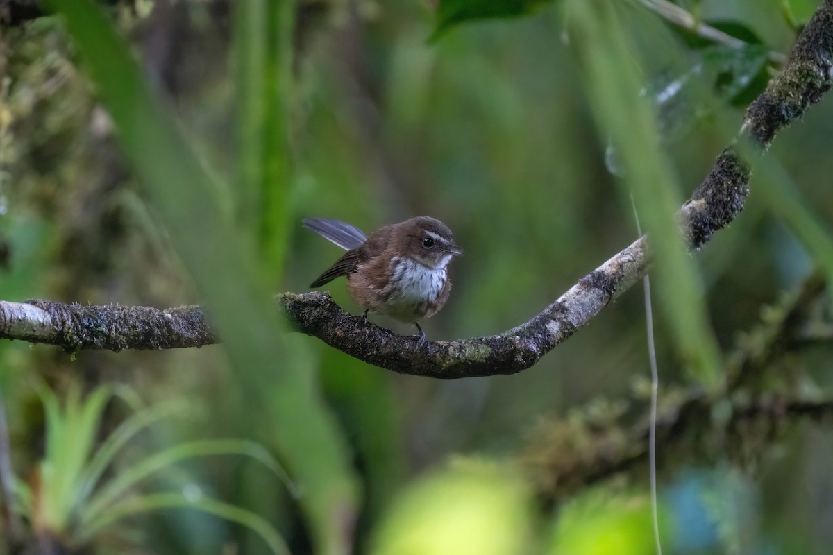 Fiji Streaked Fantail - ML638745653