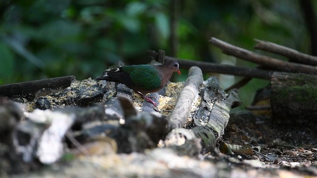 Asian Emerald Dove - ML638745654