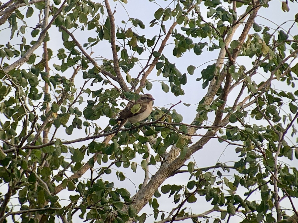 Yellow-throated Bush Sparrow - ML638745655