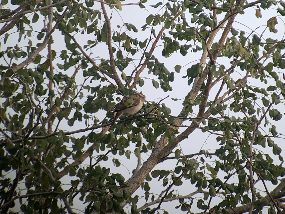 Yellow-throated Bush Sparrow - ML638745656
