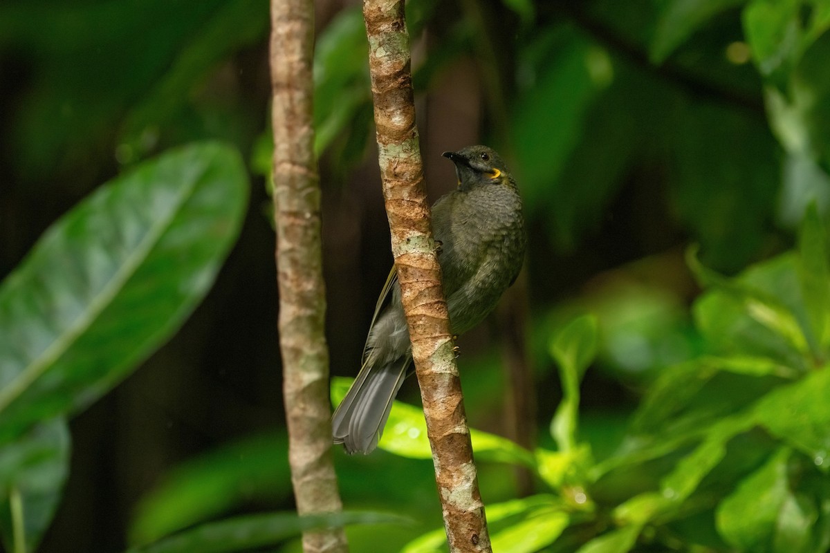 Northern Wattled-Honeyeater - ML638745671