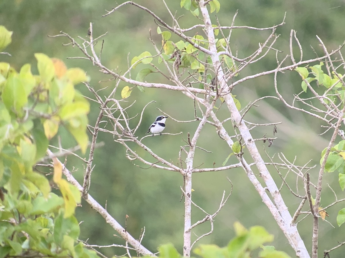 Pale Batis - ML638745674