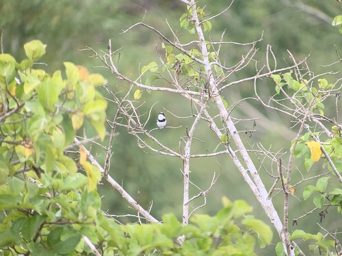 Pale Batis - ML638745675
