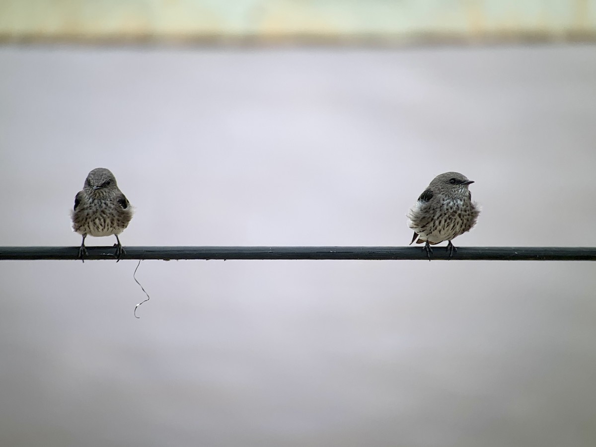 Lesser Striped Swallow - ML638745686