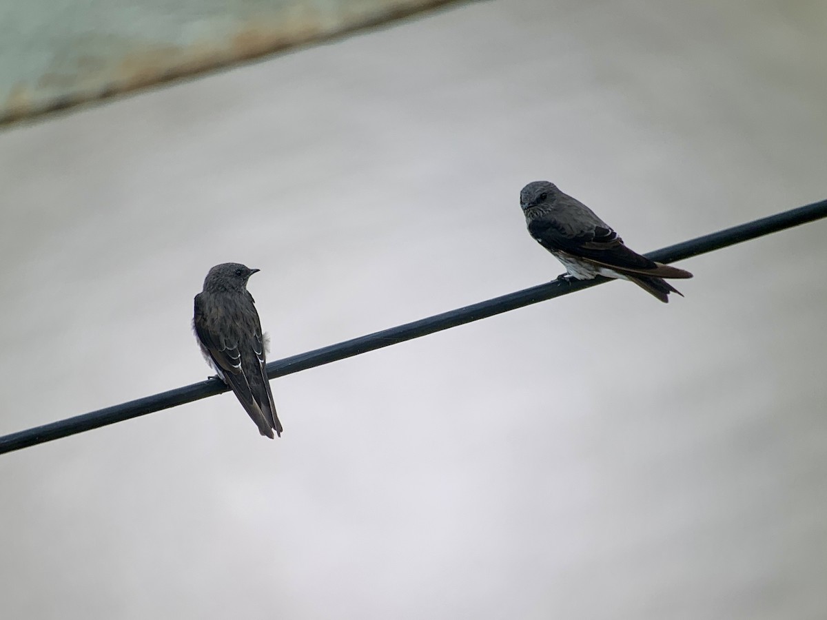 Lesser Striped Swallow - ML638745687