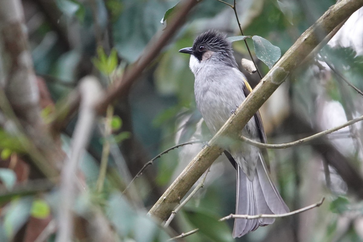 Ashy Bulbul - ML638745756