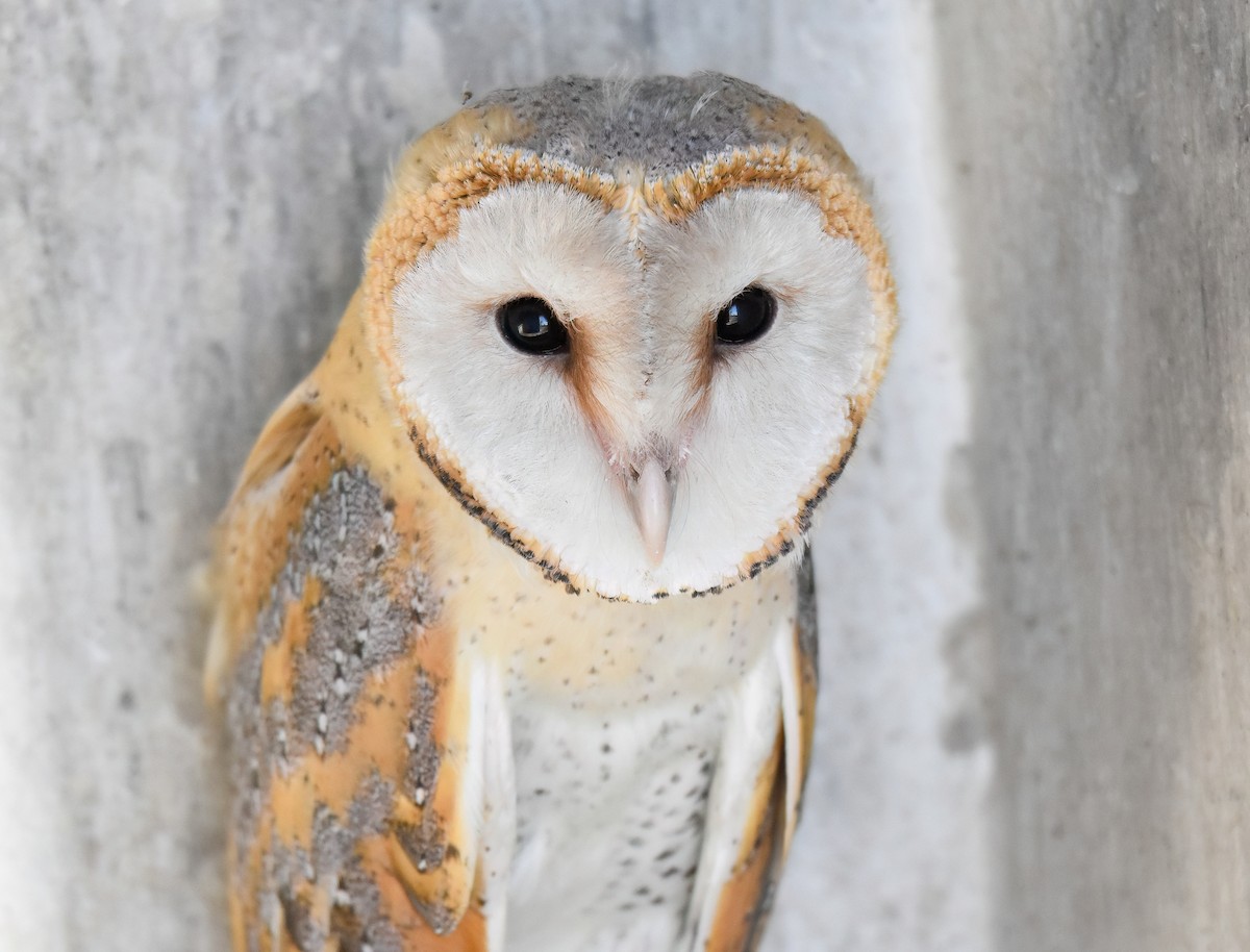 Western Barn Owl - ML638745809