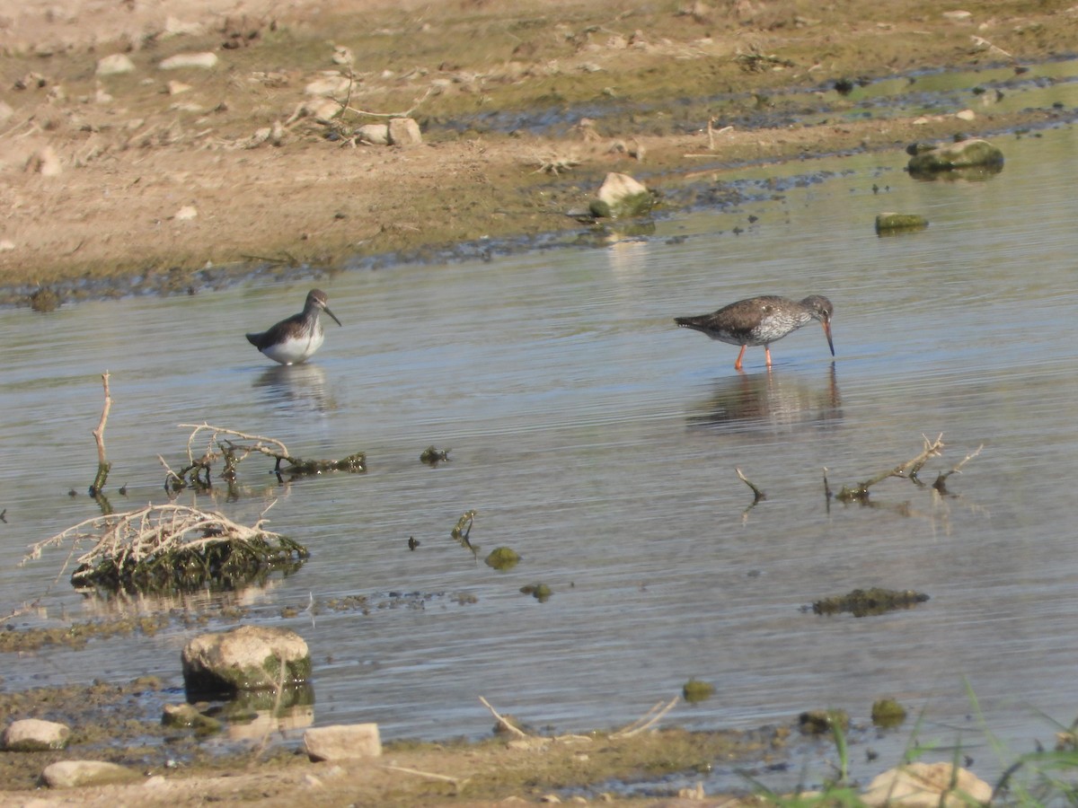 Common Redshank - ML638745815