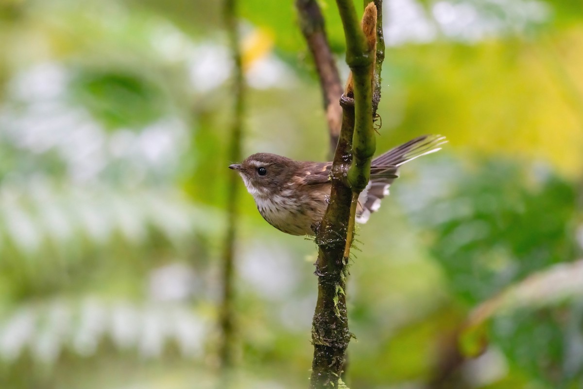 Fiji Streaked Fantail (Taveuni) - ML638745839