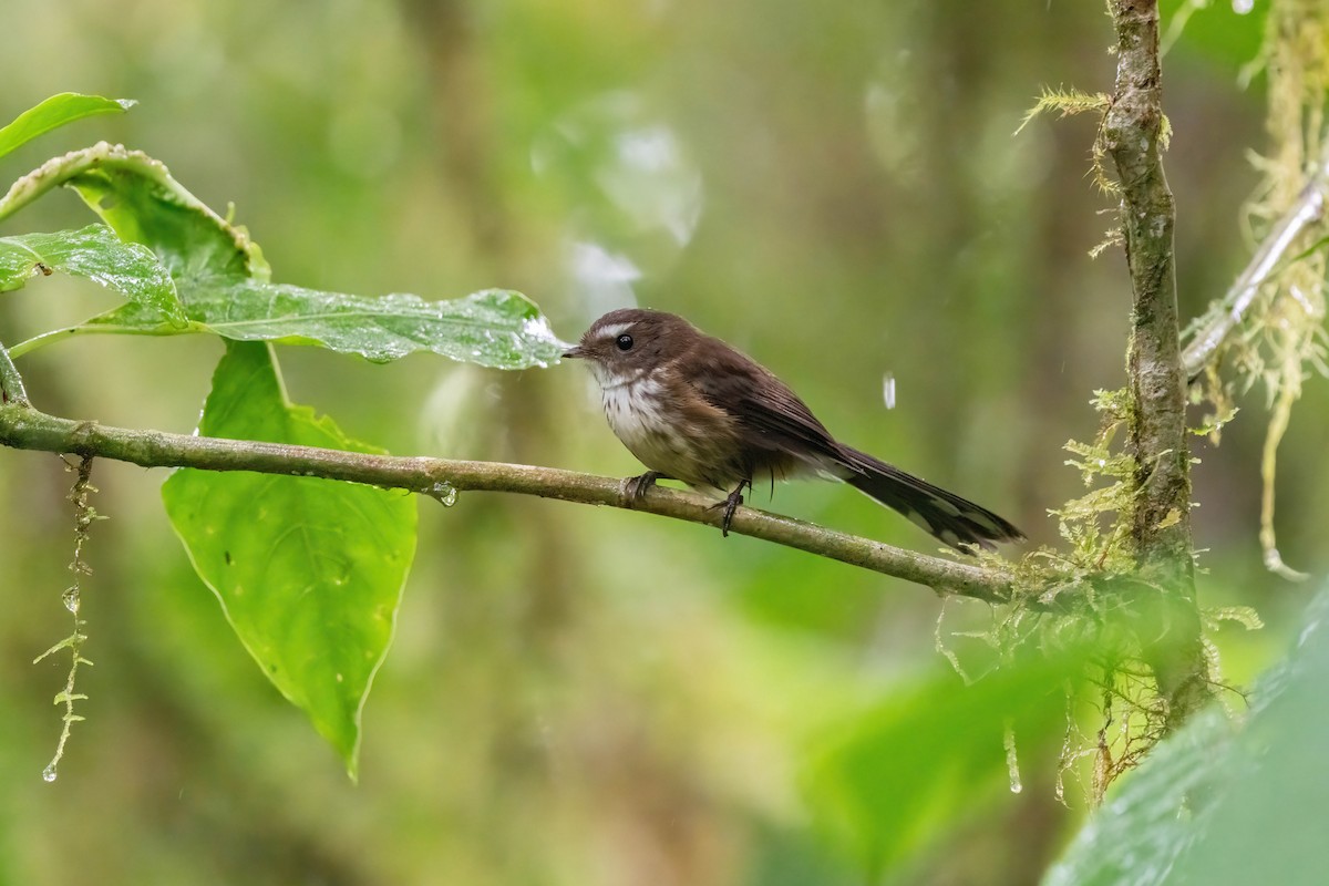 Fiji Streaked Fantail (Taveuni) - ML638745841