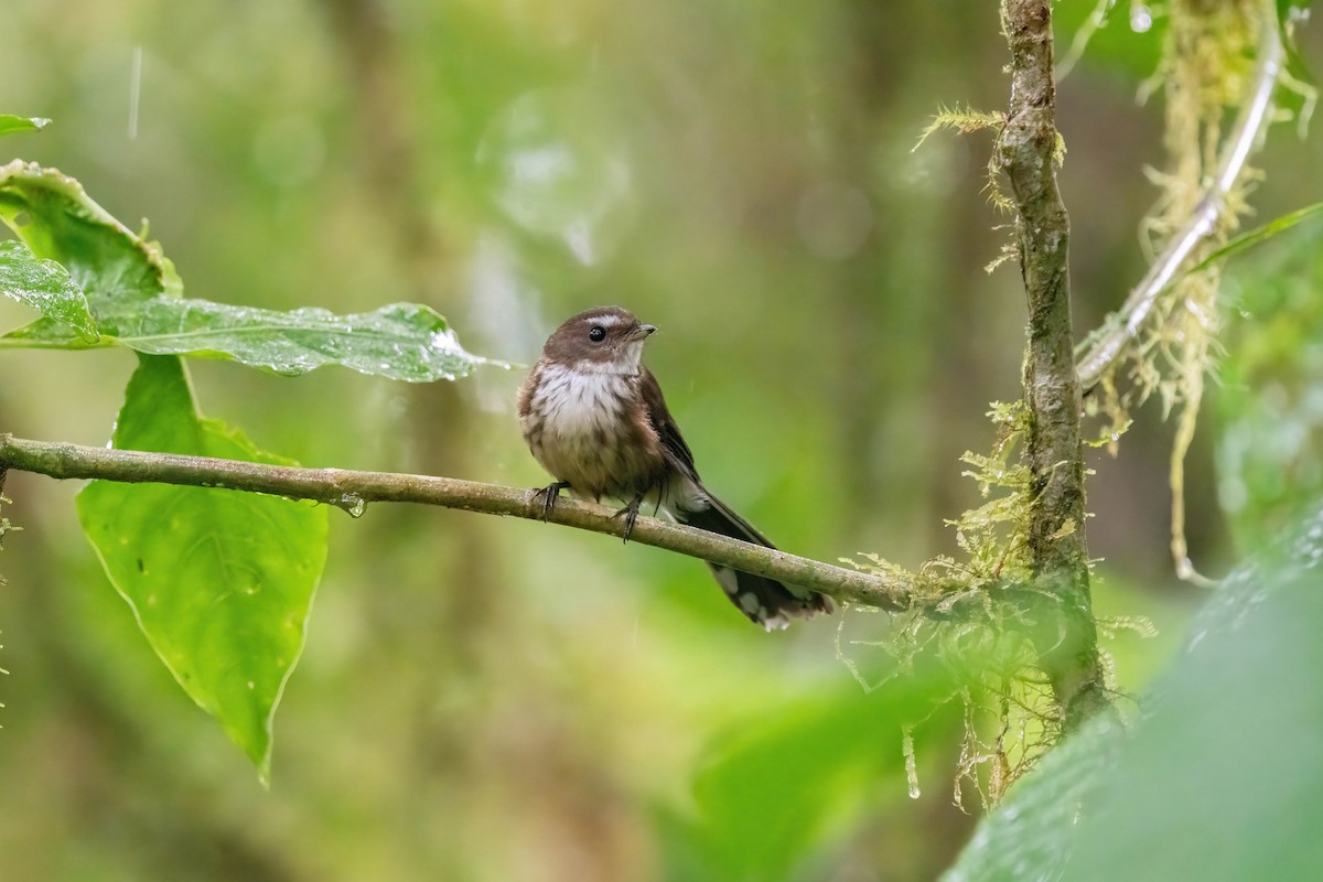 Fiji Streaked Fantail (Taveuni) - ML638745842