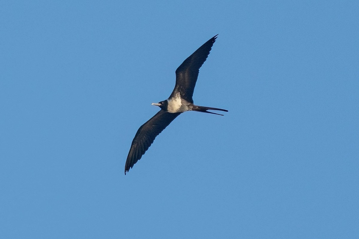 Lesser Frigatebird - ML638745876
