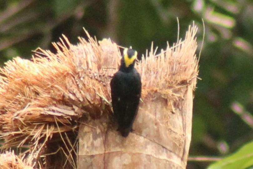 Yellow-tufted Woodpecker - ML638745888