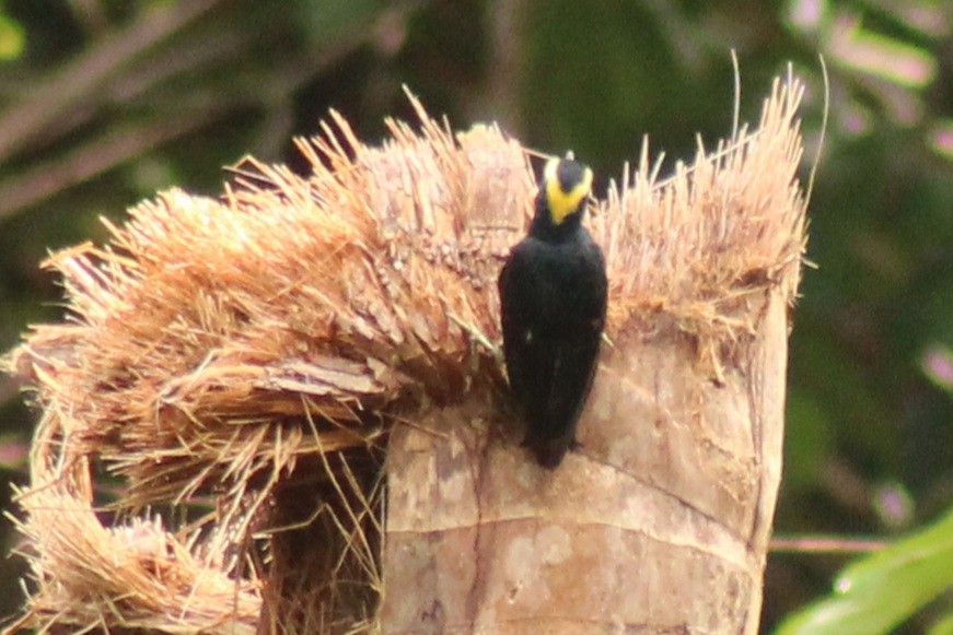 Yellow-tufted Woodpecker - ML638745889