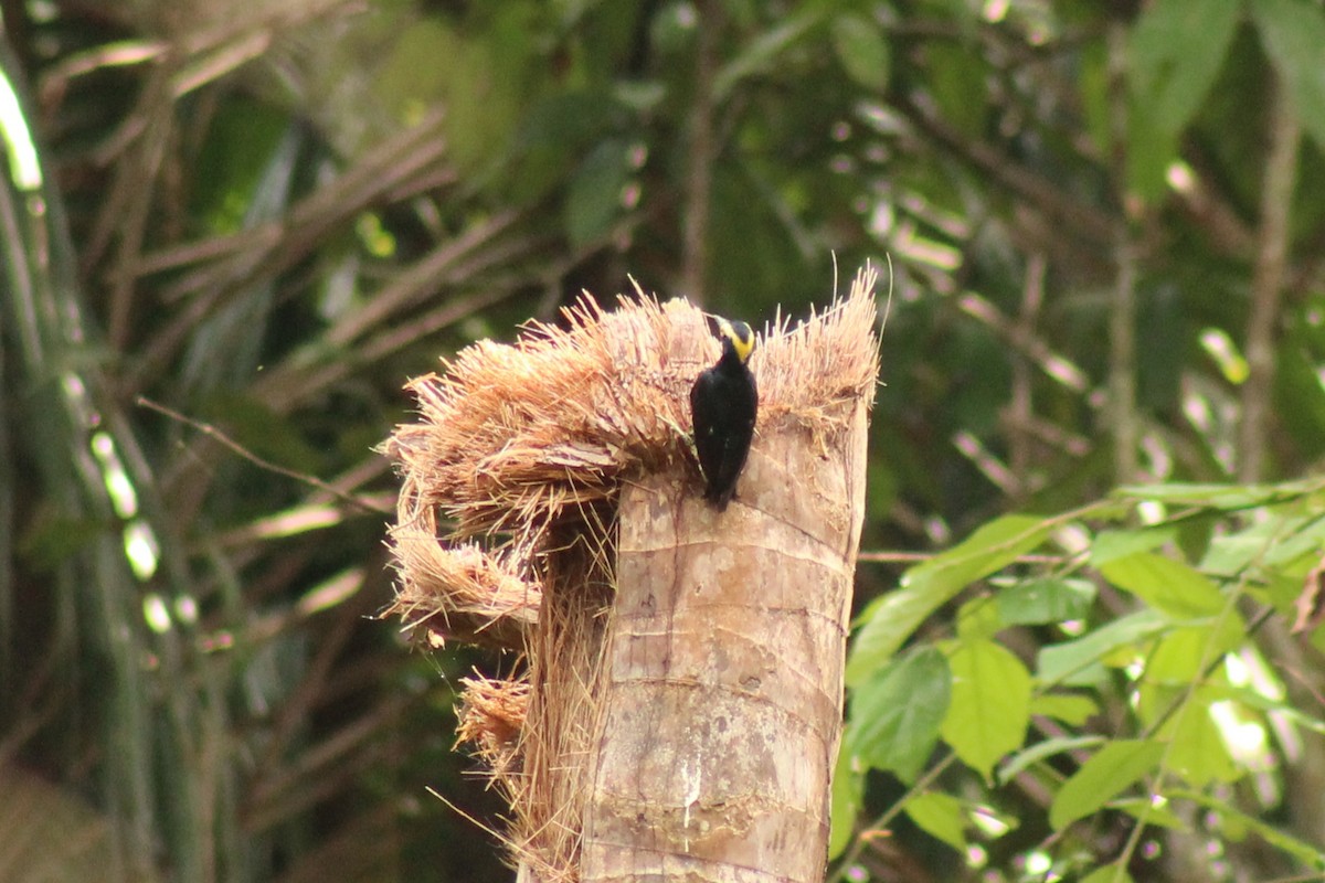 Yellow-tufted Woodpecker - ML638745890