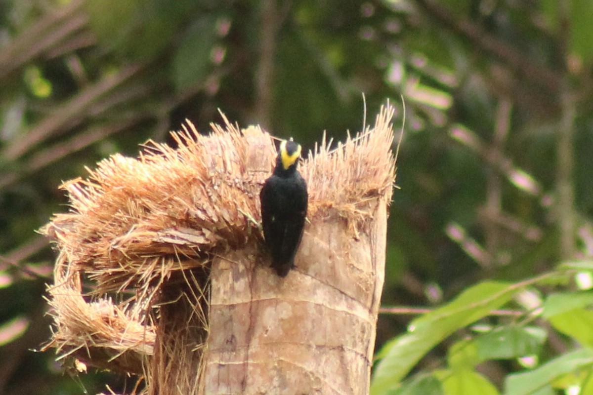 Yellow-tufted Woodpecker - ML638745891
