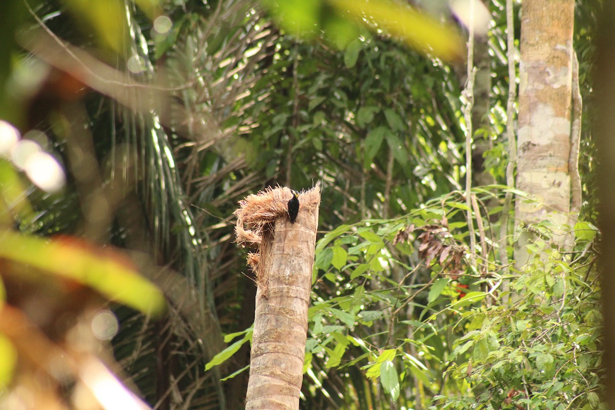 Yellow-tufted Woodpecker - ML638745893