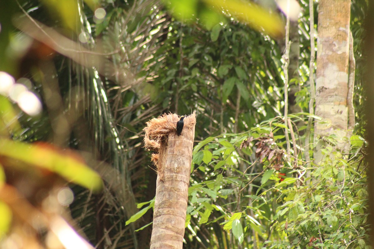Yellow-tufted Woodpecker - ML638745894