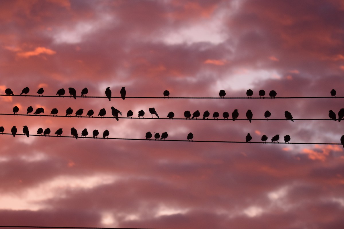 Common Myna - ML638745905
