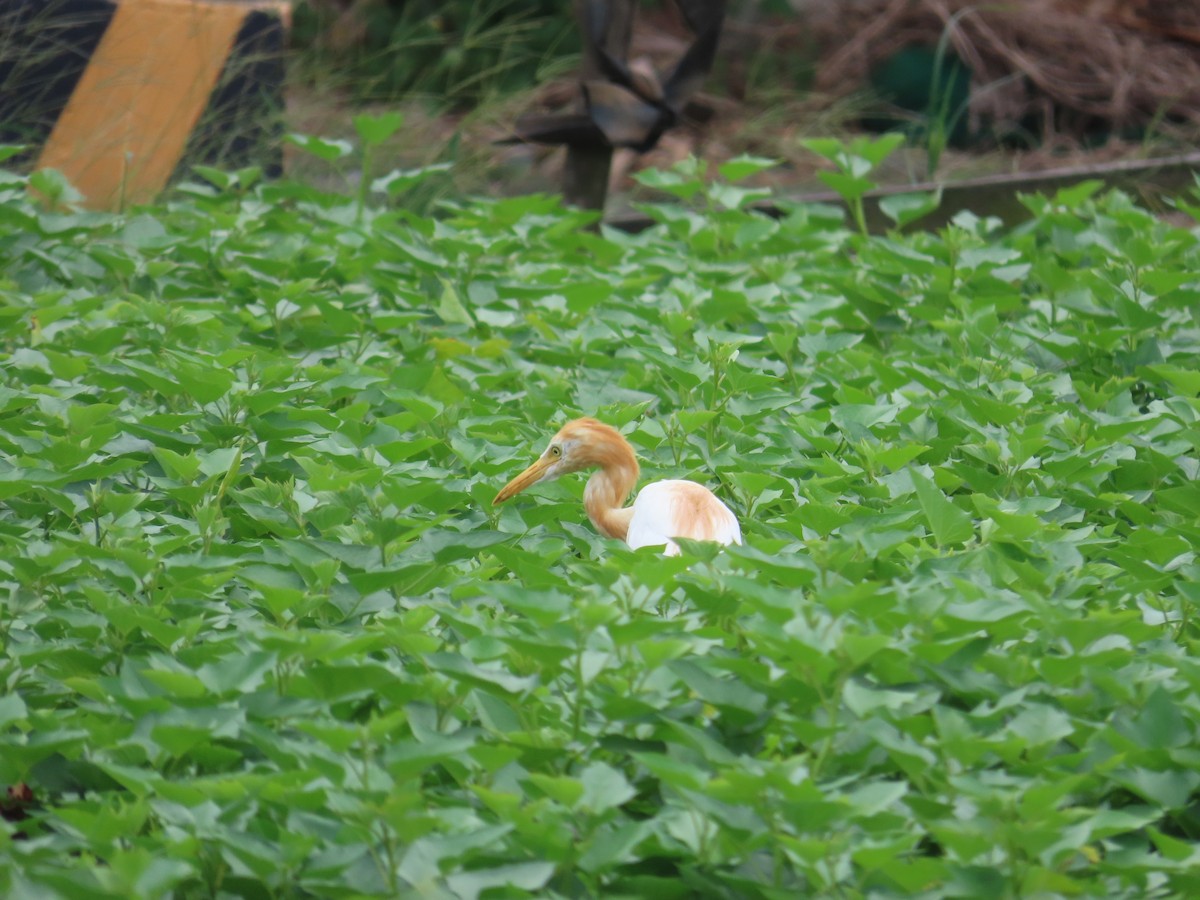 Eastern Cattle-Egret - ML638745916