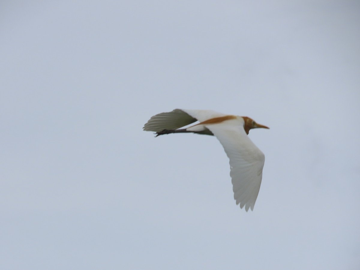 Eastern Cattle-Egret - ML638745950
