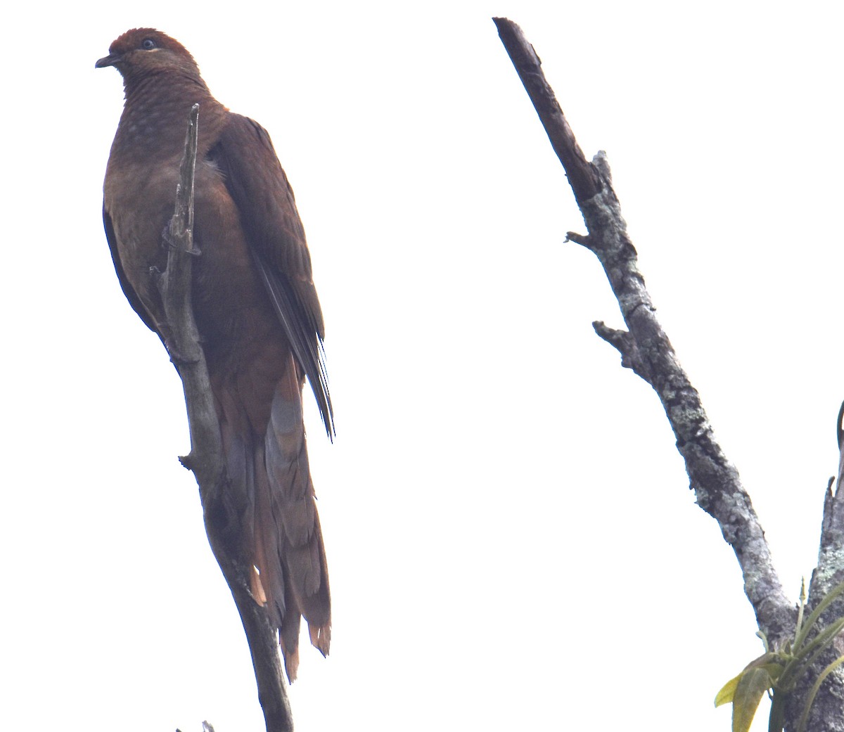 Brown Cuckoo-Dove - ML638745974