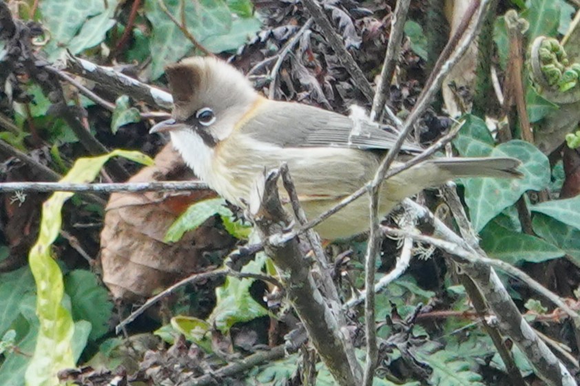 Whiskered Yuhina - ML638745977