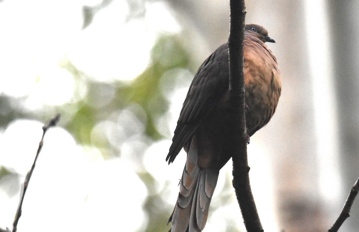 Brown Cuckoo-Dove - ML638745978