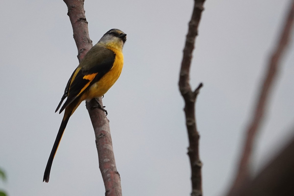 Short-billed Minivet - ML638746003