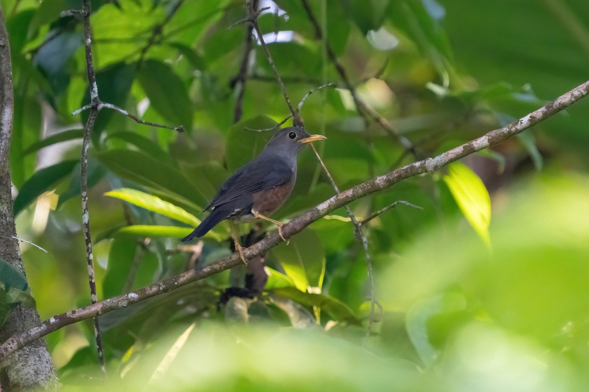 Fiji Island-Thrush (Viti Levu) - ML638746004