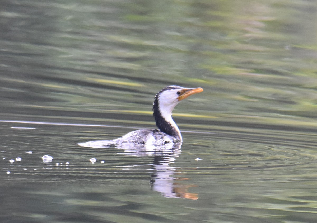 Little Pied Cormorant - ML638746006