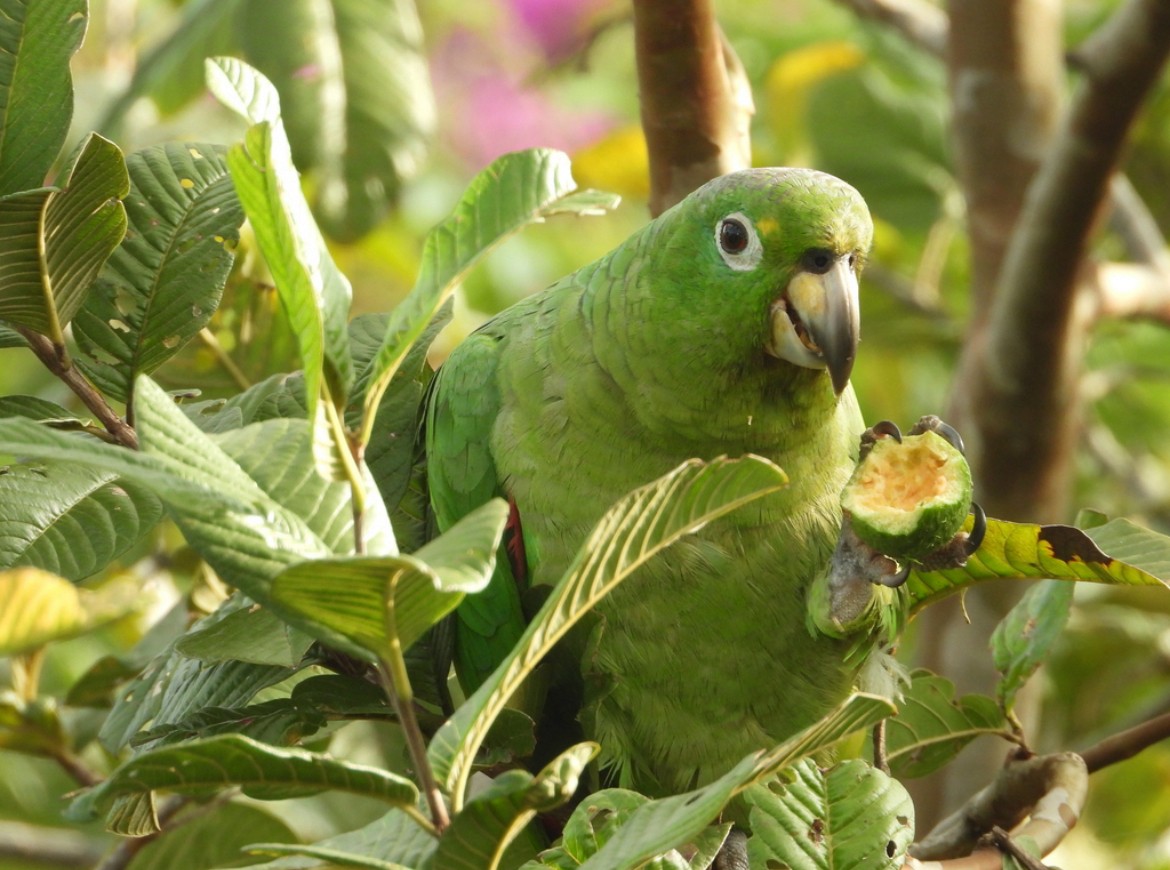 Mealy Amazon - ML638746011