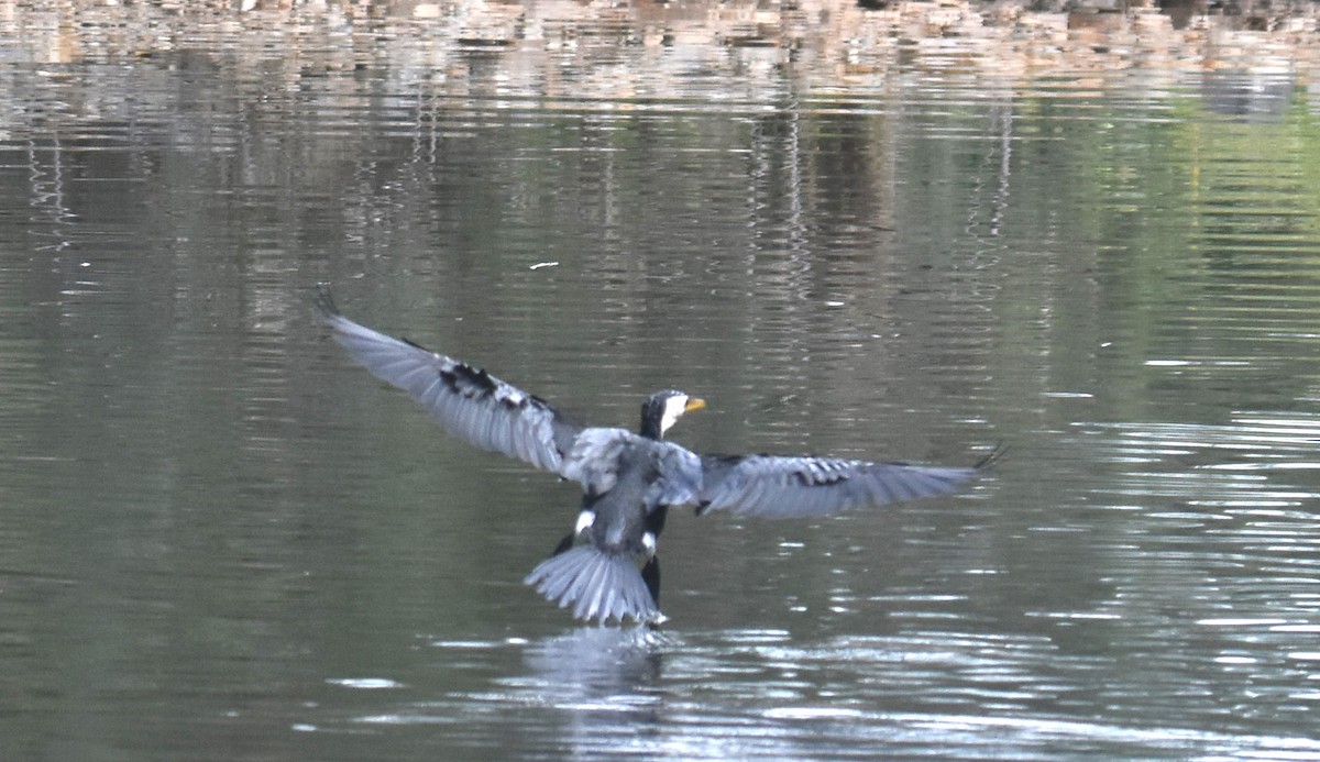 Little Pied Cormorant - ML638746012