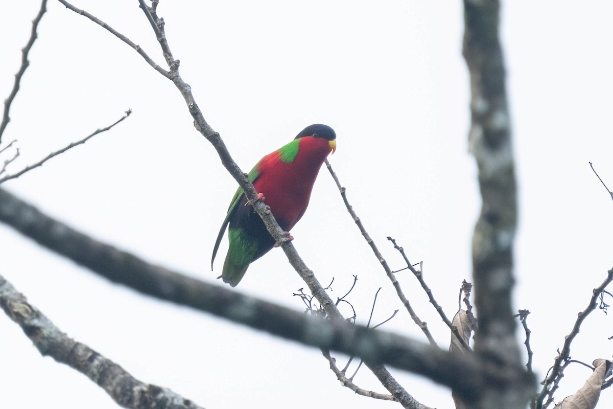 Collared Lory - ML638746021